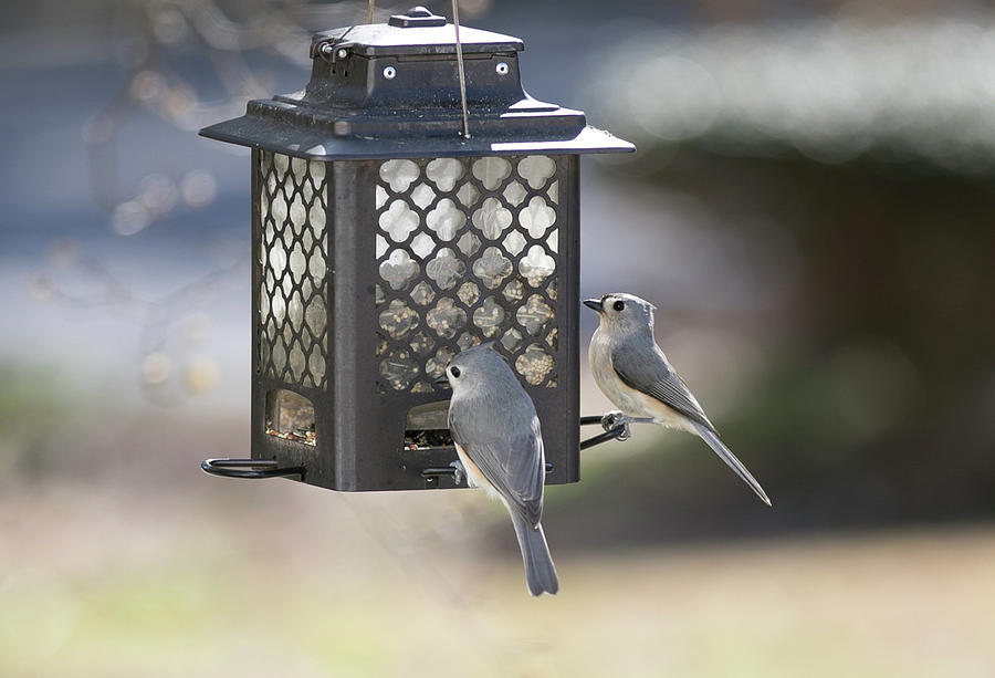 Pair of Tufted Titmouse at the Feeder Digital Art by Ed Stines