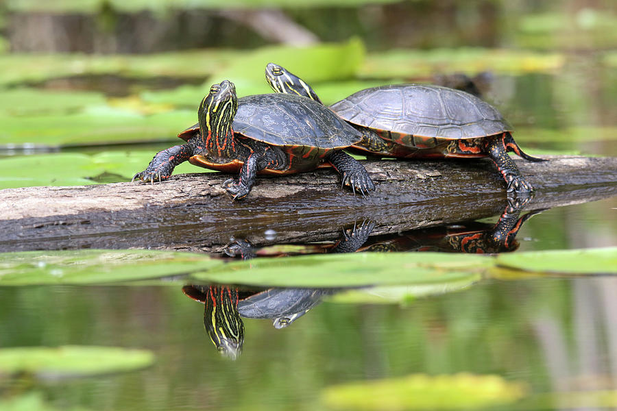 Pair of Turtles Photograph by Brook Burling - Pixels