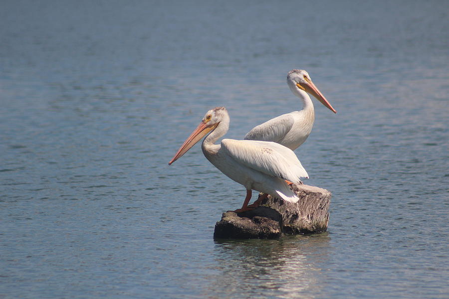 Pair of White Pelicans Photograph by Callen Harty