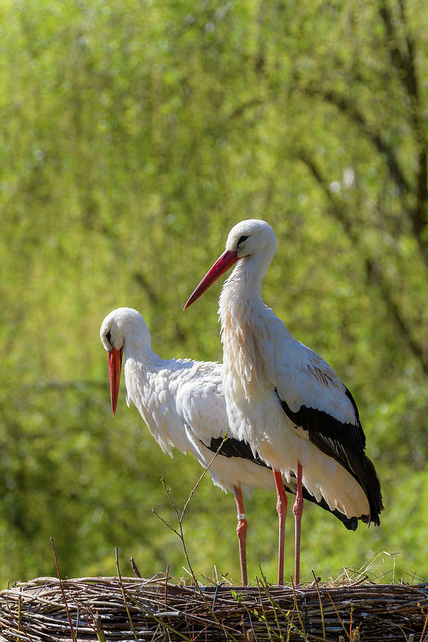 Pair Of White Storks In A Nest Photograph by Konrad Wothe