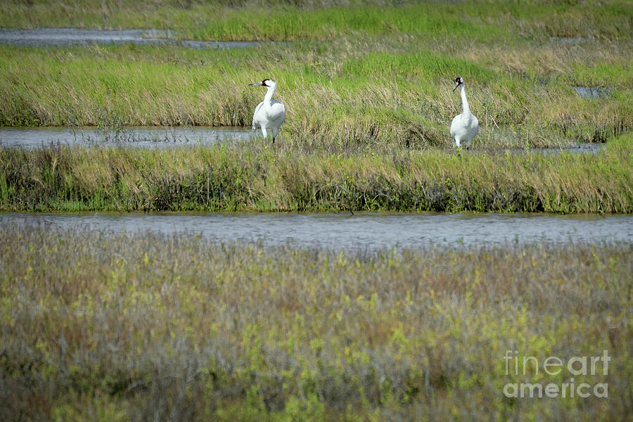 Pair of Whooping Cranes Photograph by Lawrence Burry