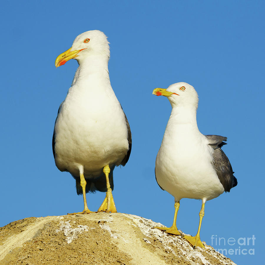 Pair of Yellow-legged Gulls Sitting on Rock Photograph by Pablo Avanzini