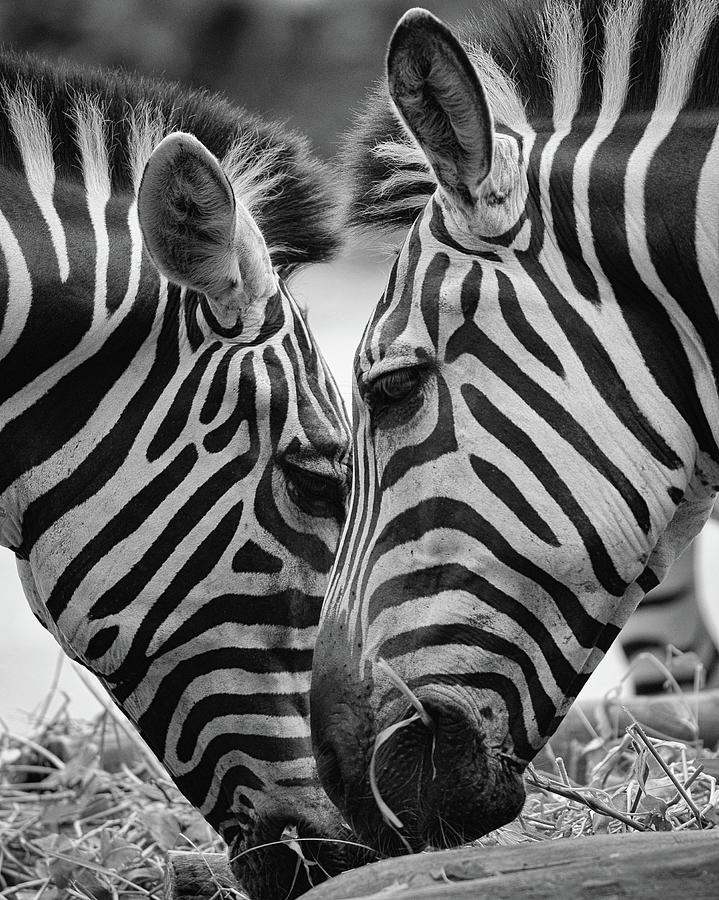 Pair Of Zebras Photograph by Ngkokkeong Photography