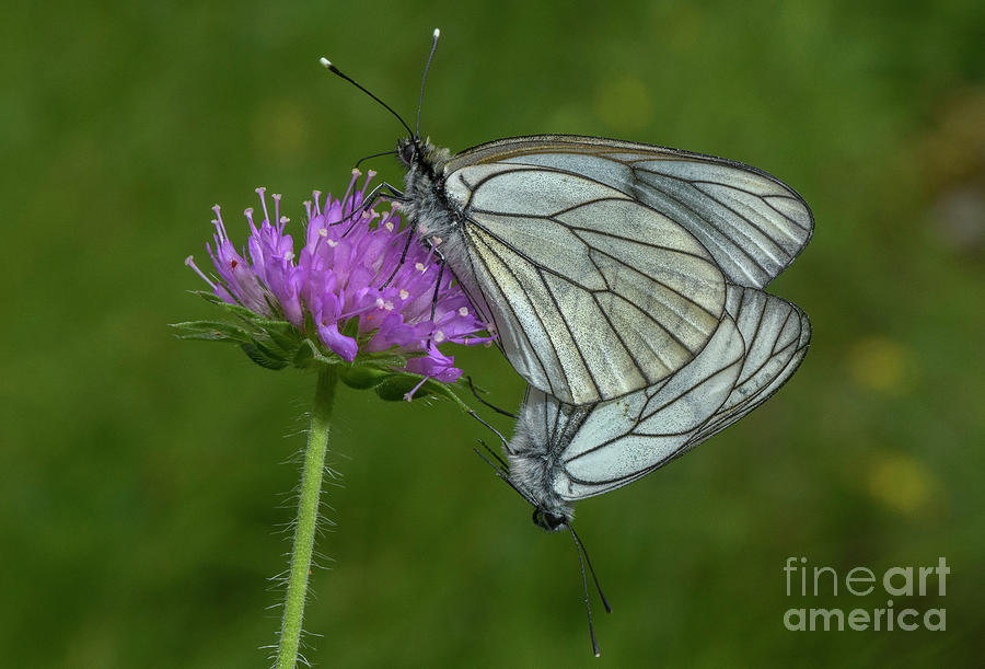 Butterfly Photograph - Paired Black-veined White Butterflies by Bob Gibbons/science Photo Library