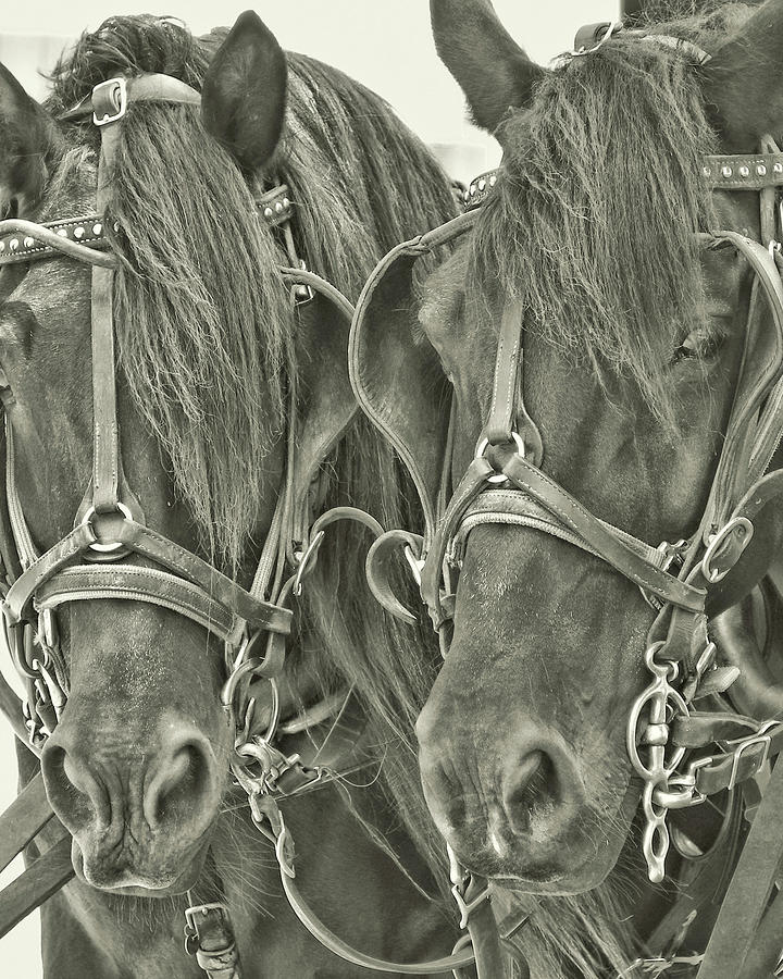 Paired Carriage Ponies Photograph by JAMART Photography