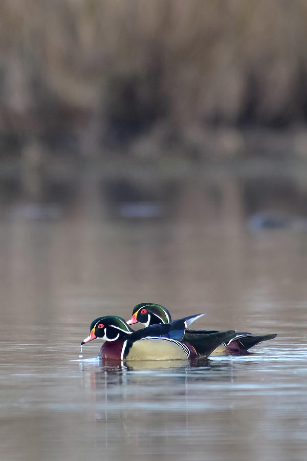 woodies round up