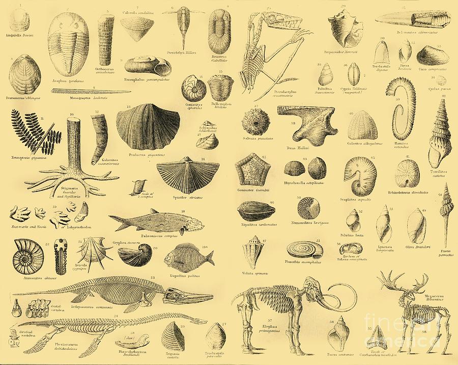 Palaeontology Drawing by Print Collector