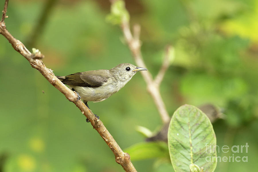 Pale Billed Flowerpecker Photograph by Dr P. Marazzi/science Photo ...