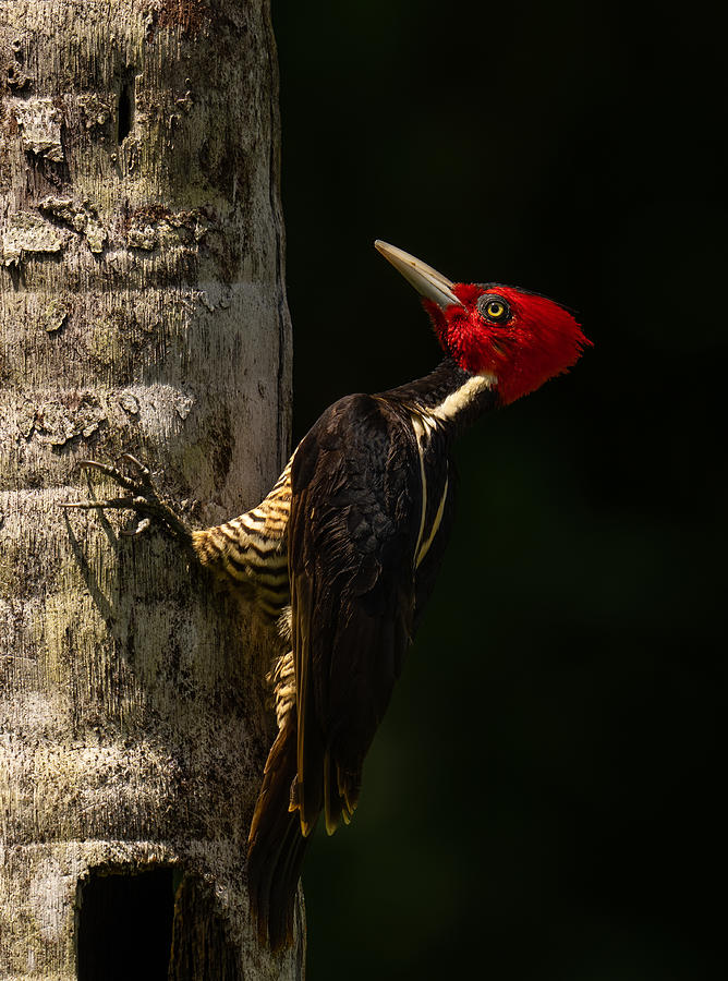 Woodpecker Photograph - Pale Billed Woodpecker by Rajat Dhesi