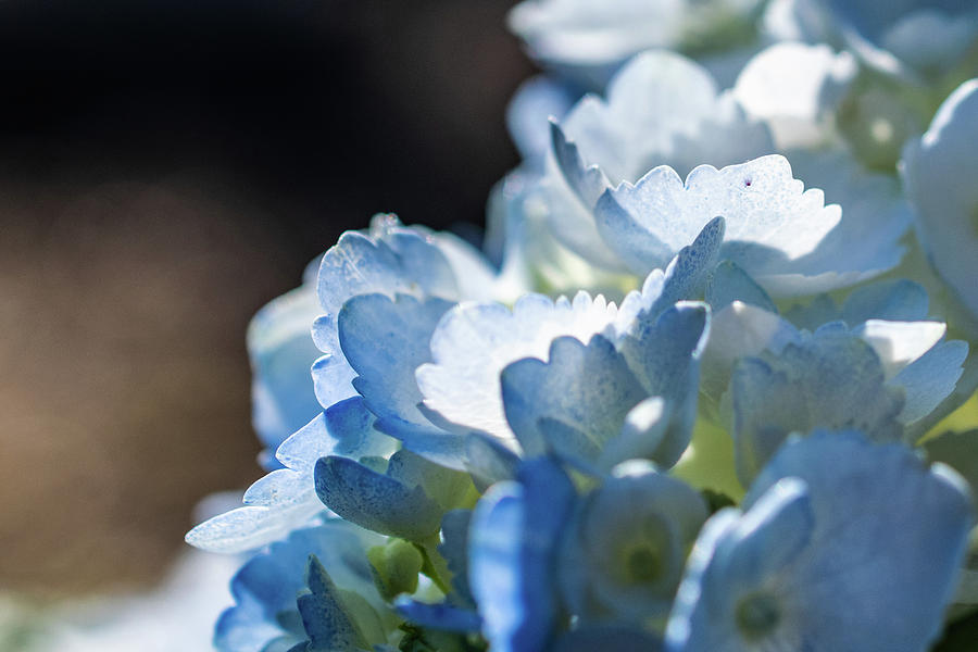 Pale Blue Hydrangeas Photograph by Mary Ann Artz