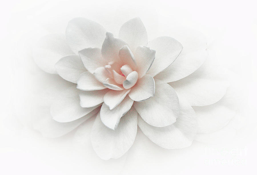 Flower Photograph - Pale Camellia No. 2 by Jeanne OConnor
