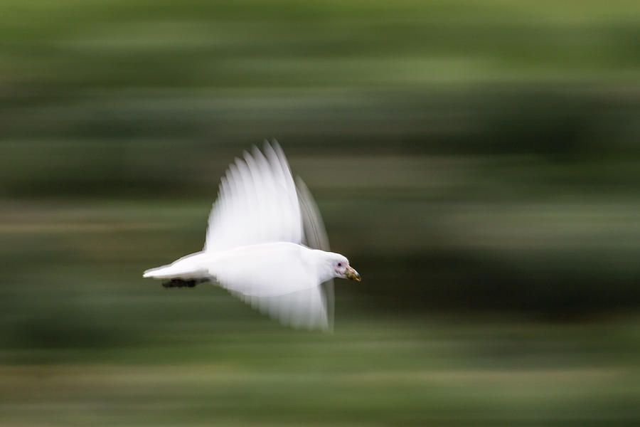Pale-faced Sheathbill In Flight, Chionis Alba, Antarctica Photograph by Konrad Wothe