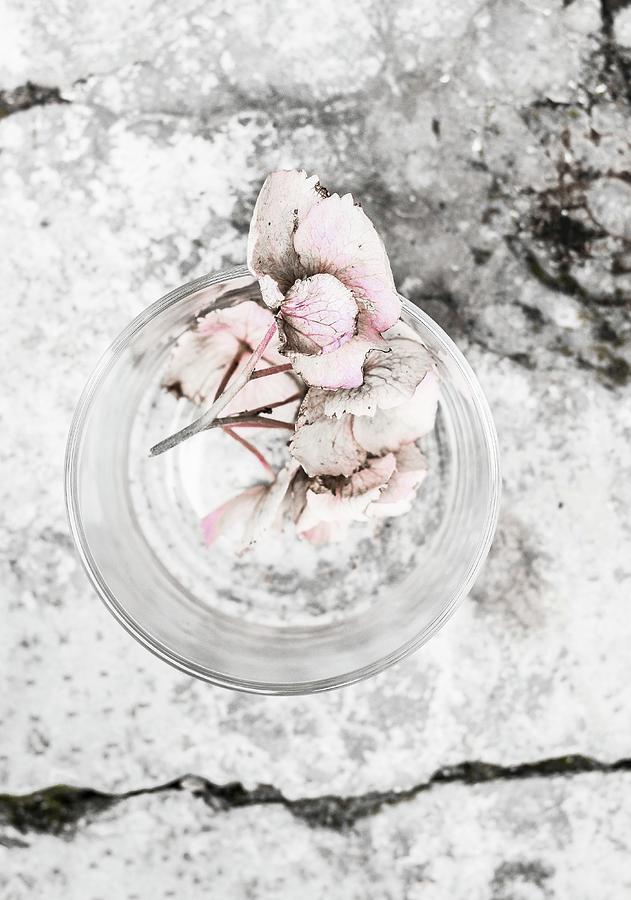 Pale Hydrangea Flowers In Drinking Glass On Stone Surface Photograph by Agata Dimmich