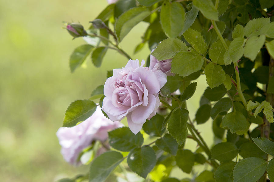 Pale Lavender Rose Aschermittwoch 1 Photograph by Jenny Rainbow