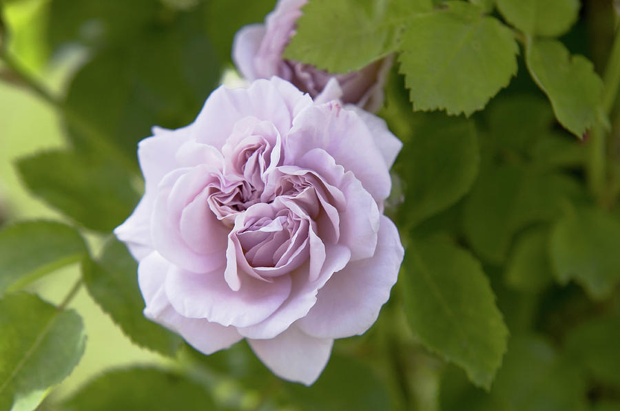 Pale Lavender Rose Aschermittwoch Photograph by Jenny Rainbow