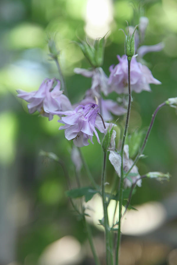 Pale Pink Aquilegia Photograph by Sonja Zelano