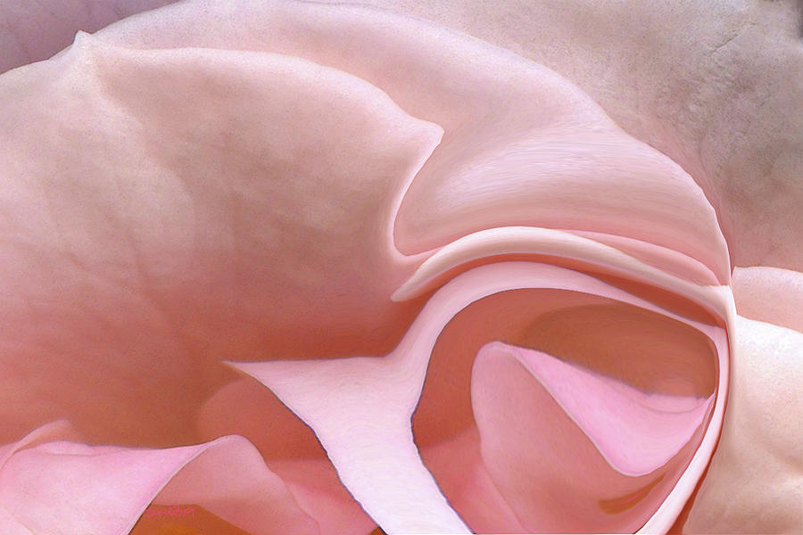 Pale Pink by Carel Schmidlkofer Pale Pink by Carel Schmidlkofer