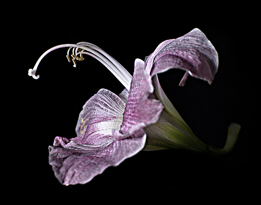 Lily Photograph - Pale Pink Lily by Lori Hutchison