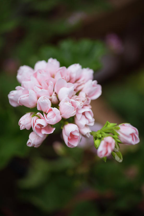 Pale Pink Pelargonium Flowerhead With Closed Buds Photograph by Cecilia Mller