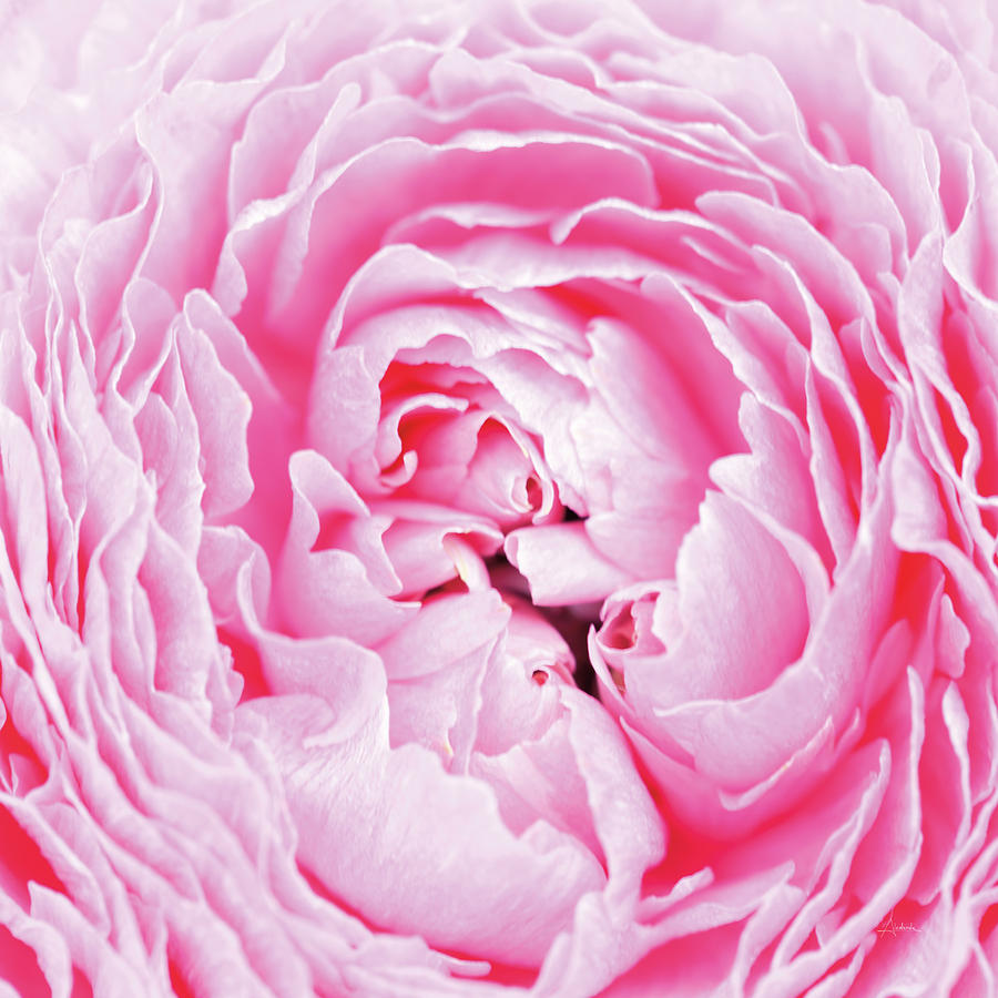 Flower Photograph - Pale Pink Peony by Aledanda