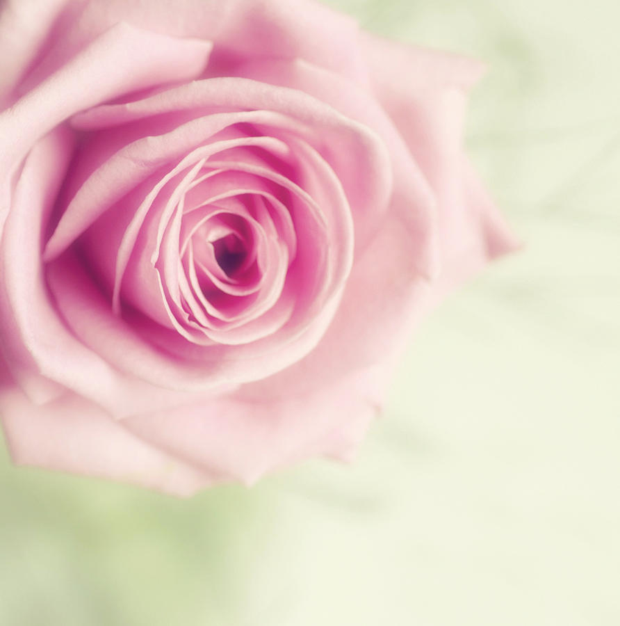 Pale Pink Rose Photograph by Samantha Nicol Art Photography