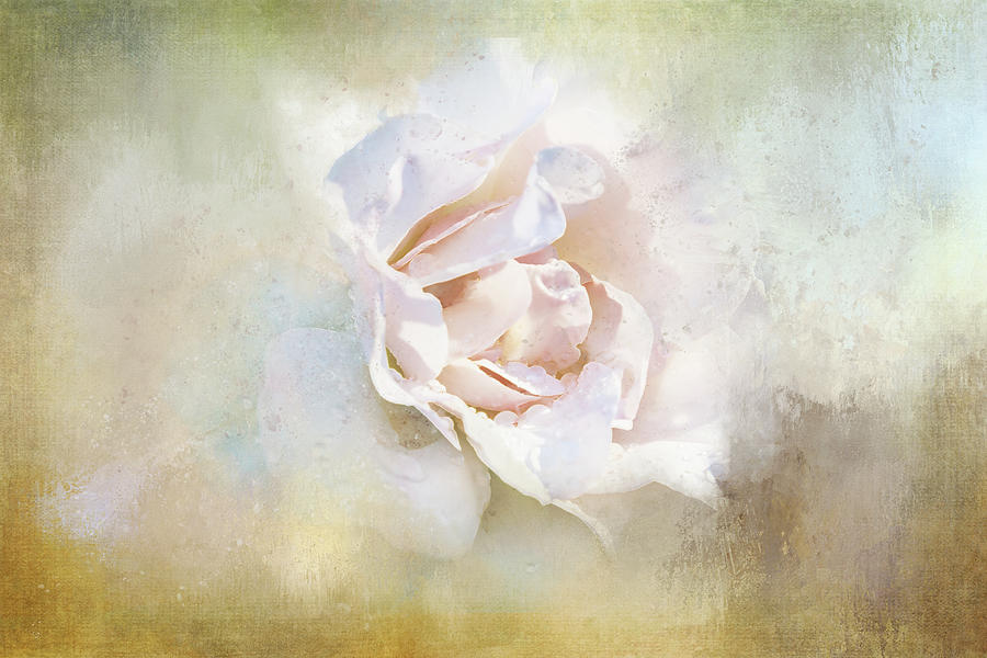 Pale Rose on Texture Digital Art by Terry Davis