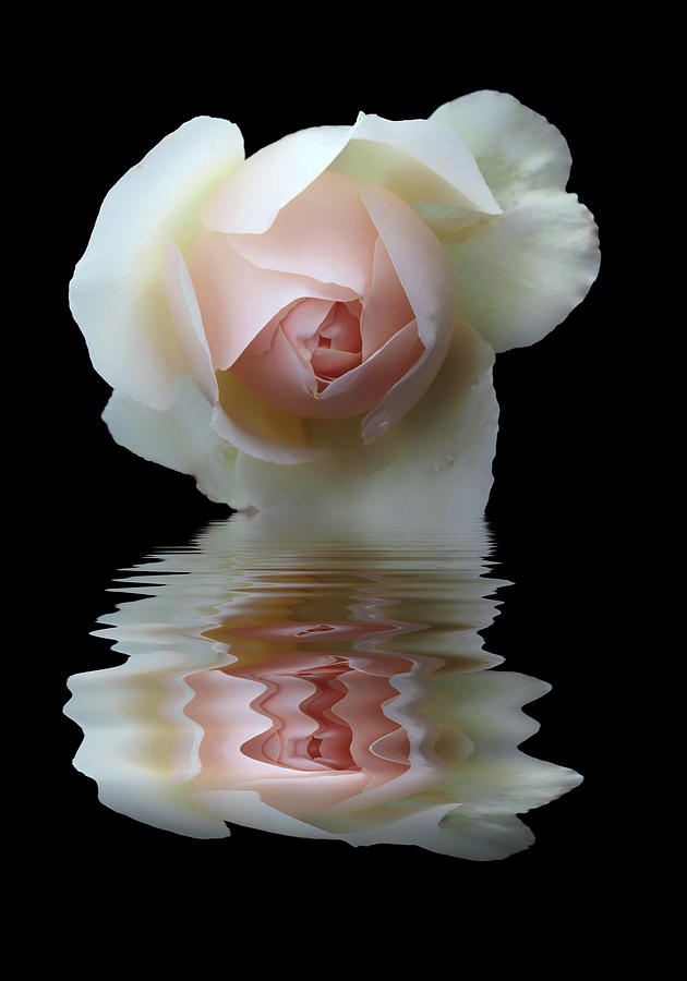 Pale Rose Reflectedtion Photograph by Philip Openshaw