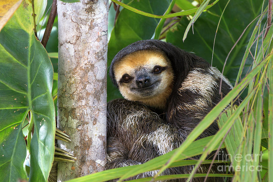 Pale-throated Three-toed Sloth Photograph by Suzi Eszterhas