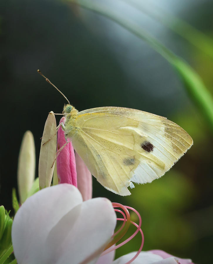 Pale Wing Cabbage White Butterfly Perched on Flower by David Lamb Pale Wing Cabbage White Butterfly Perched on Flower by David Lamb