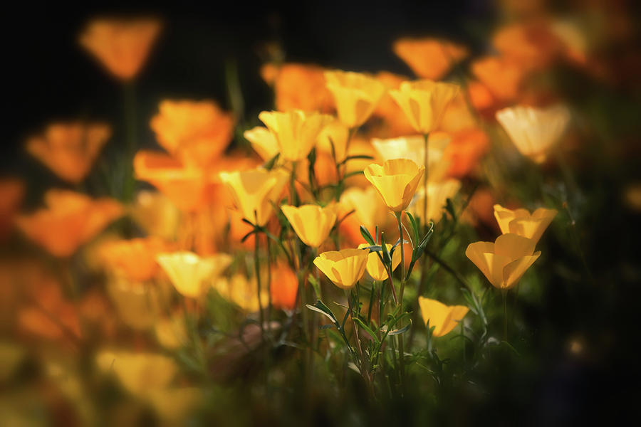 Pale Yellow Poppies  Photograph by Saija Lehtonen