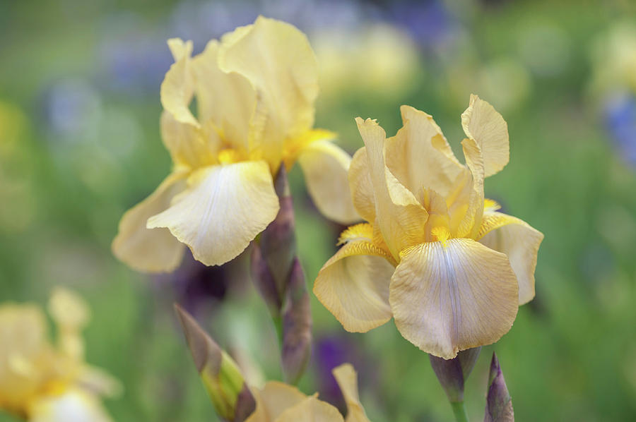 Palerme 1. The Beauty Of Irises Photograph by Jenny Rainbow