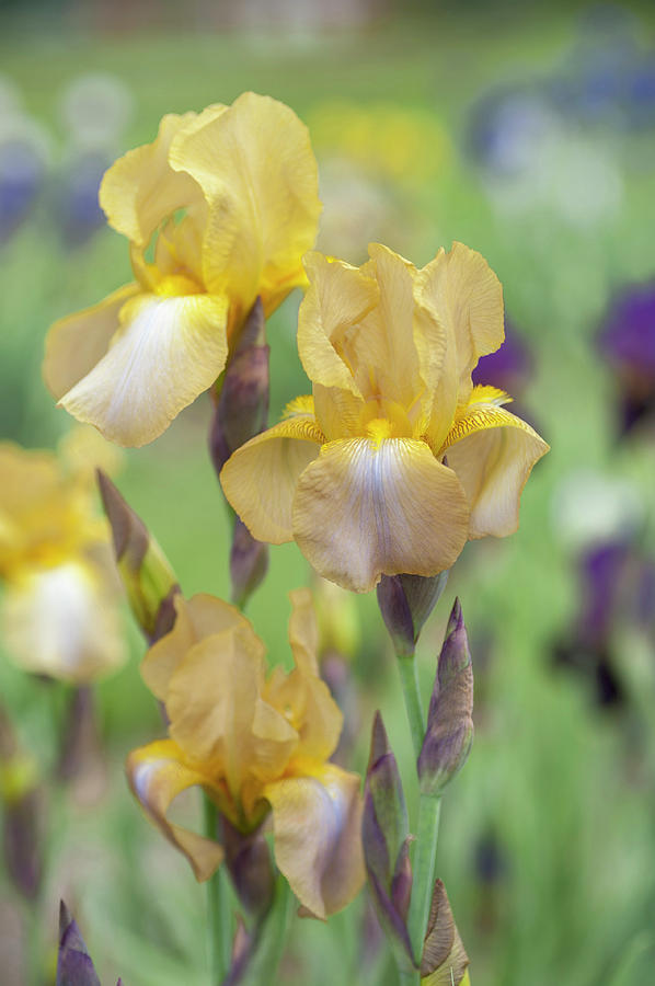 Palerme. The Beauty Of Irises Photograph by Jenny Rainbow