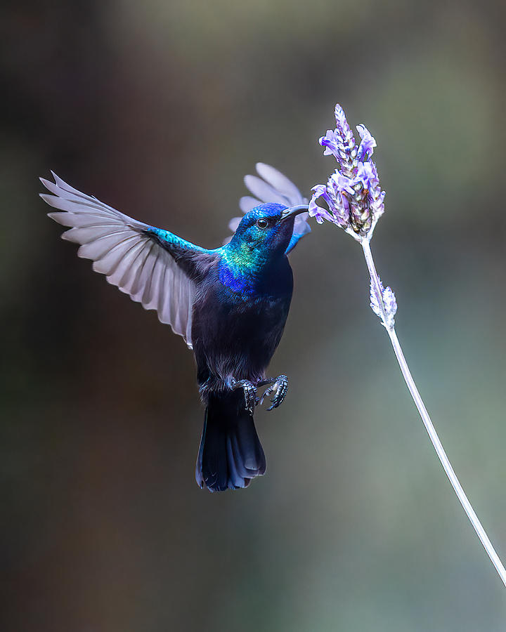 Palestine Sunbird In Flight Eats Lavender Nectar Photograph by Guy Gabovich