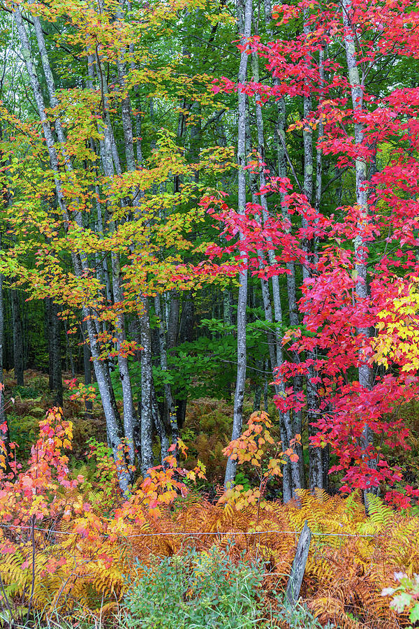 Palette of Autumn Photograph by Cliff Wassmann