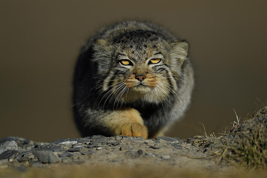 Pallas's Cat Tibetan Plateau, Qinghai Photograph by Staffan Widstrand / Wild Wonders Of China / Naturepl.com Pallas's Cat Tibetan Plateau, Qinghai Photograph by Staffan Widstrand / Wild Wonders Of China / Naturepl.com