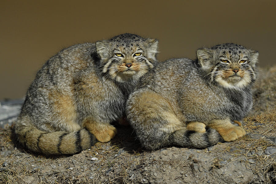 Pallas's Cat Two Sitting Side By Side, Tibetan Plateau Photograph by Staffan Widstrand / Wild Wonders Of China / Naturepl.com Pallas's Cat Two Sitting Side By Side, Tibetan Plateau Photograph by Staffan Widstrand / Wild Wonders Of China / Naturepl.com