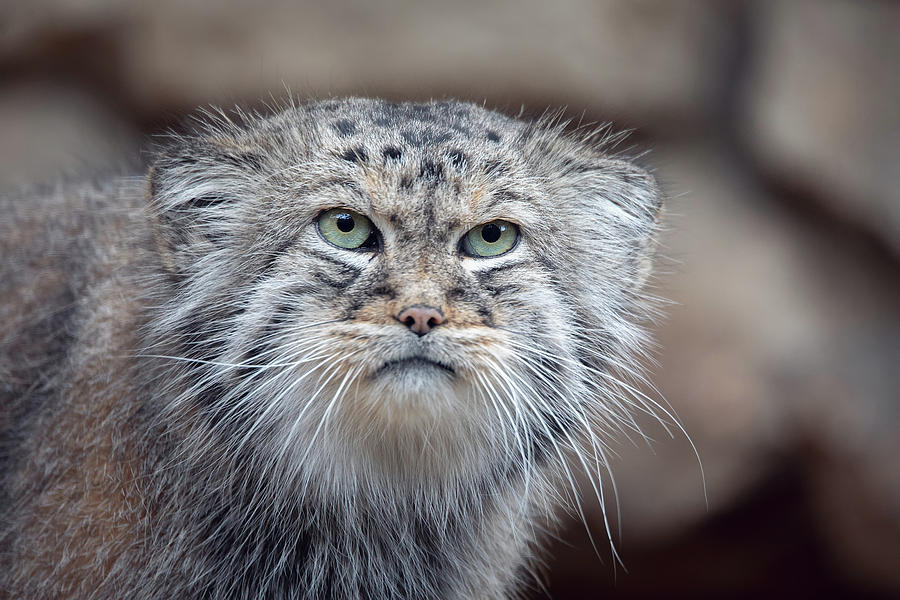 Pallas's cat, Otocolobus manul Photograph by Artush Foto