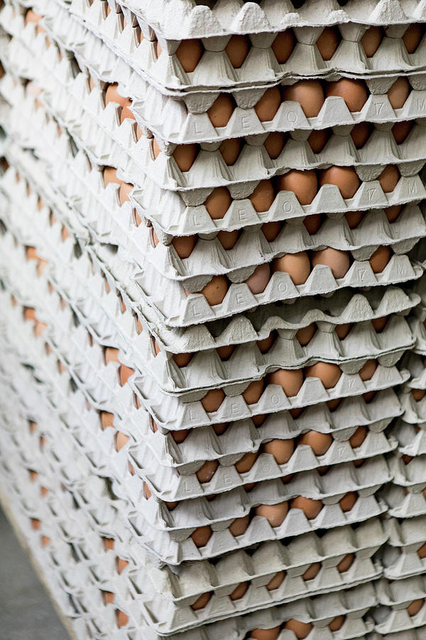 Pallets Of Egg Boxes With Brown Eggs Photograph by Jennifer Braun