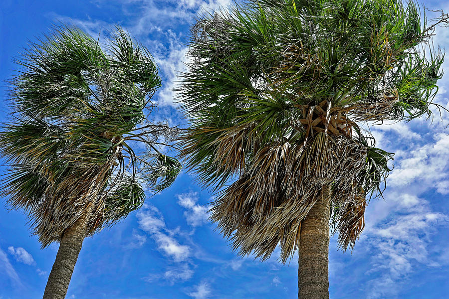 Sabal Palm Trees at Gandy Bridge Beach Photograph by Rebecca Carr