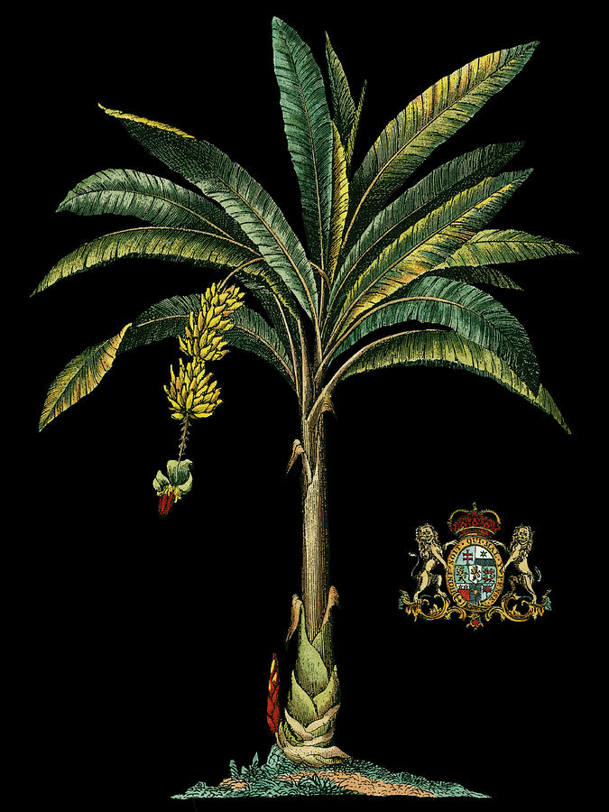 Tree Painting - Palm & Crest On Black I by Vision Studio