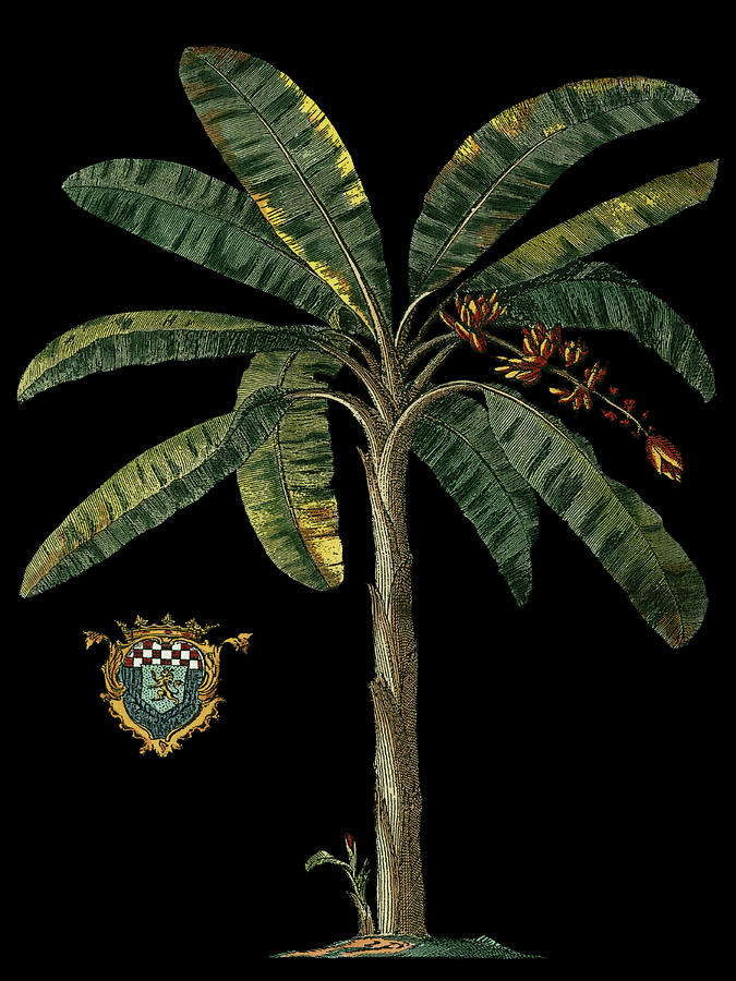 Tree Painting - Palm & Crest On Black II by Vision Studio