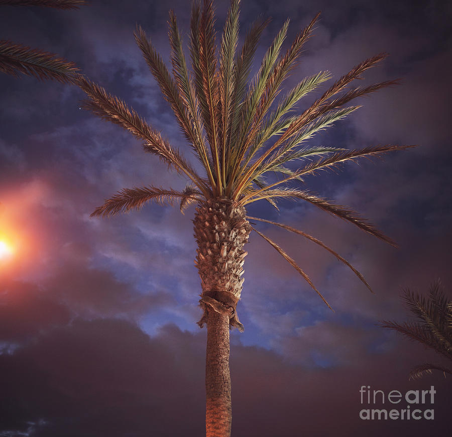 Palm Against Dark Sky Photograph by Stanislaw Pytel