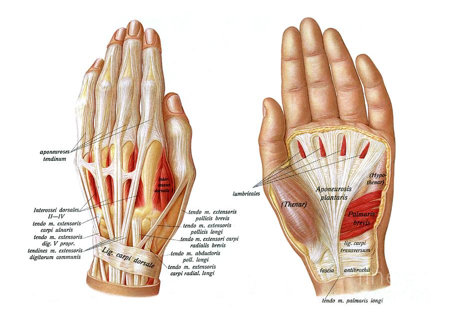 Palm And Dorsum Of Hand Photograph by Microscape/science Photo Library ...