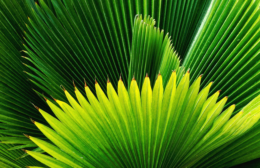 Palm At Windjammer Landing Villas Photograph by Holger Leue