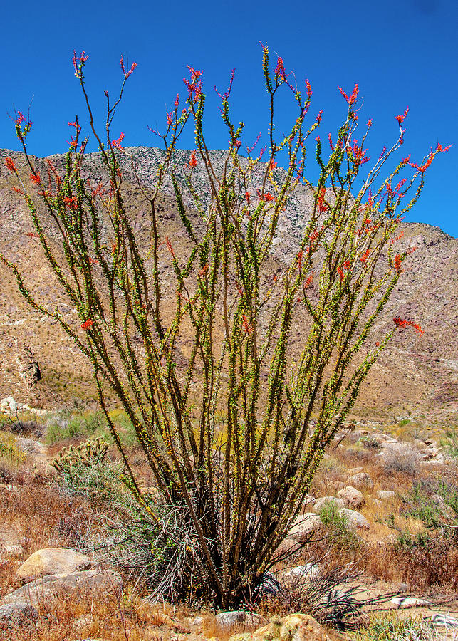 Palm Canyon Ocotillo Cactus Photograph by Daniel Hebard