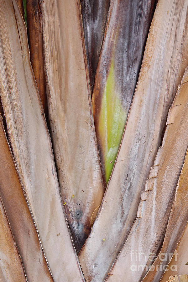 Palm Closeup Fuerteventura Photograph by Eddie Barron