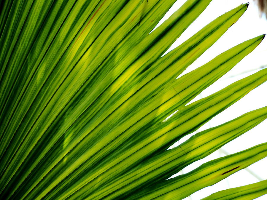 Palm closeup Photograph by Jacqueline M Lewis