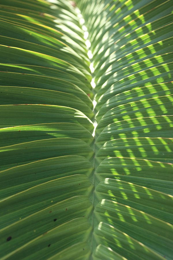 Fronds Painting - Palm Detail I by Wild Apple Portfolio