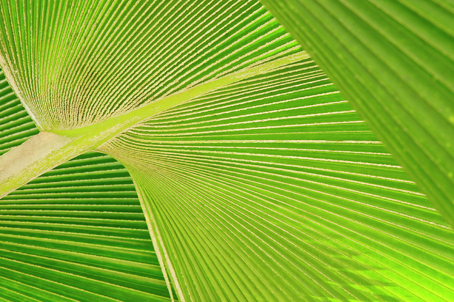 Palm Detail Photograph by Ideeone