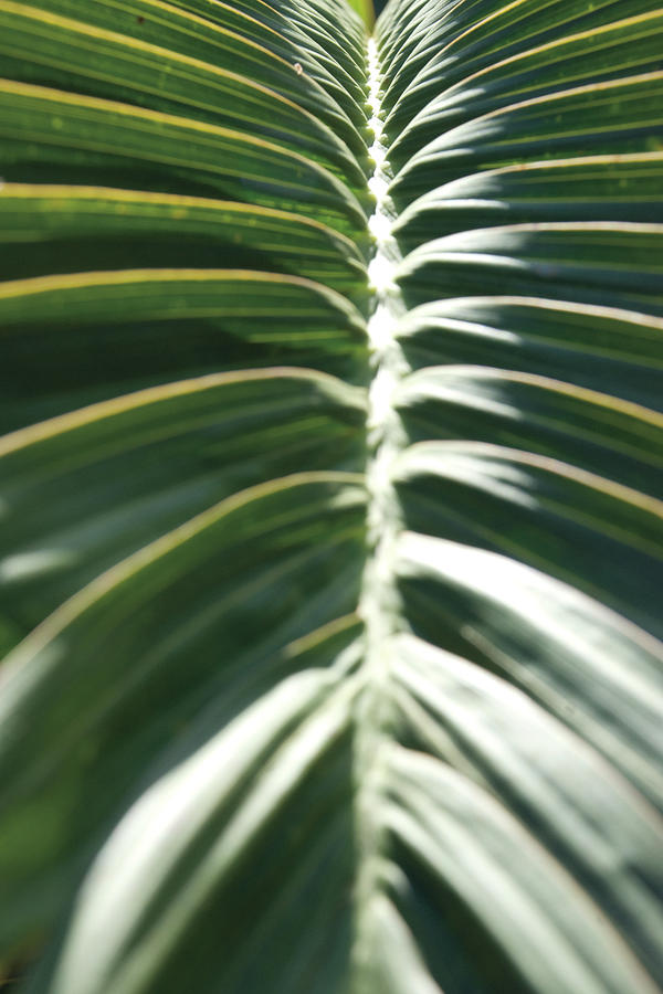 Fronds Painting - Palm Detail II by Wild Apple Portfolio